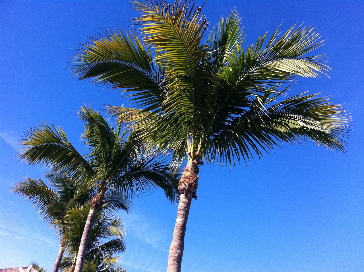 Service 3 - Palm Tree Services